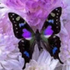 Meet your Posher, Monica